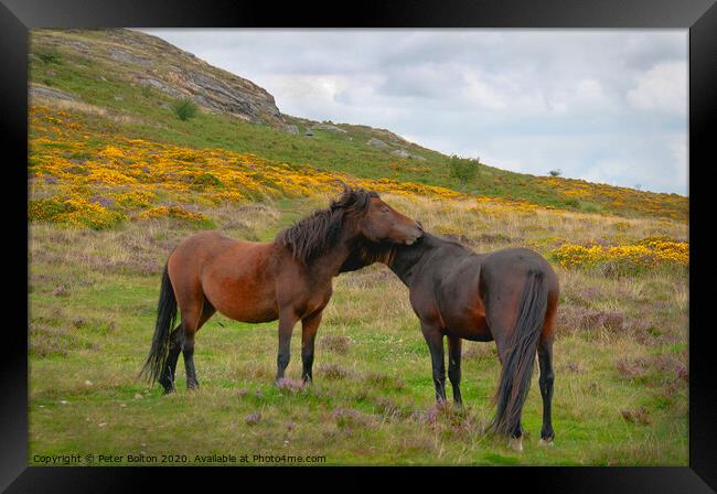 Wild Dartmoor ponies, Dartmoor National Park, Devon, UK. Framed Print by Peter Bolton