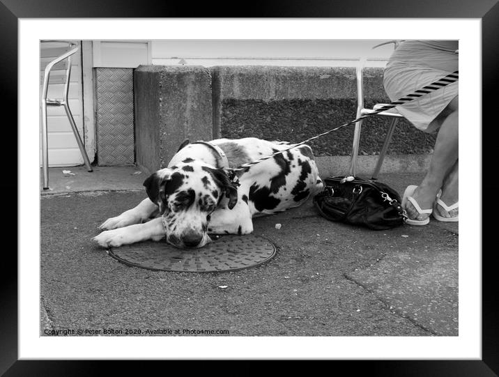 'Dog tired'  Framed Mounted Print by Peter Bolton