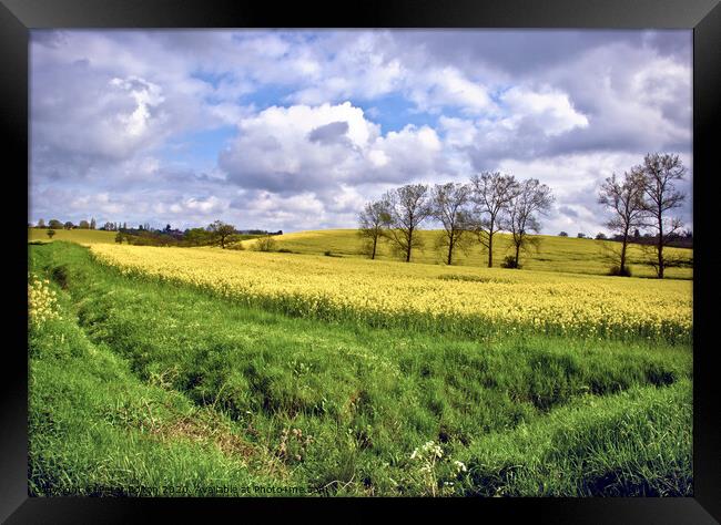 View across fields at Hanningfield, Essex, UK. Rapeseed crop in fields with a treeline on the horizon. Framed Print by Peter Bolton