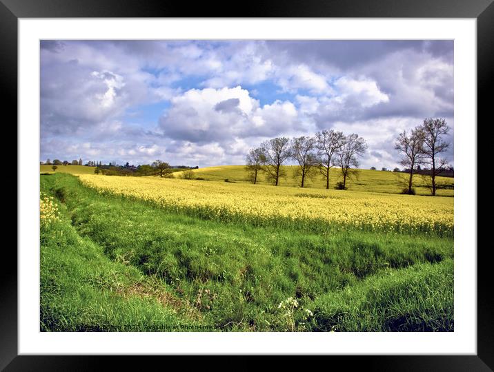 View across fields at Hanningfield, Essex, UK. Rapeseed crop in fields with a treeline on the horizon. Framed Mounted Print by Peter Bolton