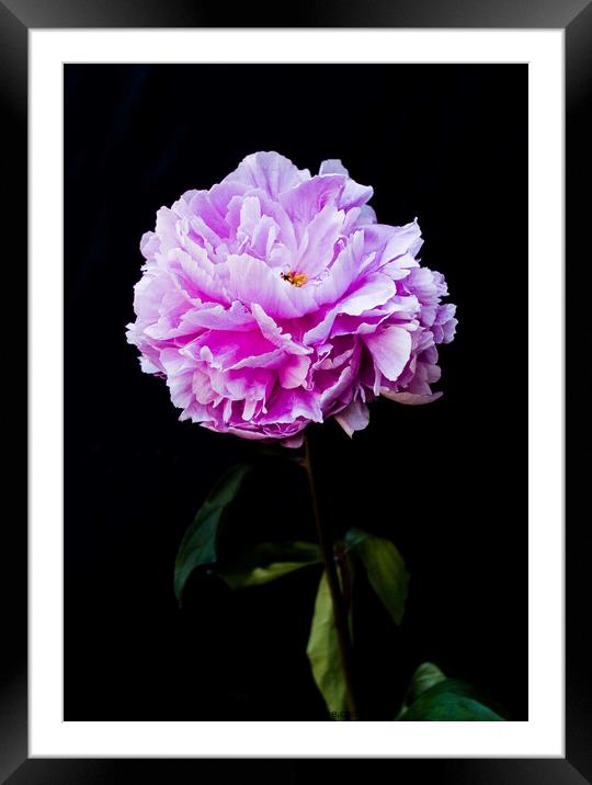 'Paeonia officialis'. Flower on a black background. Framed Mounted Print by Peter Bolton
