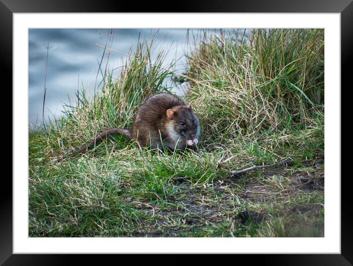 A water rat on the bank by a lake Framed Mounted Print by Peter Bolton