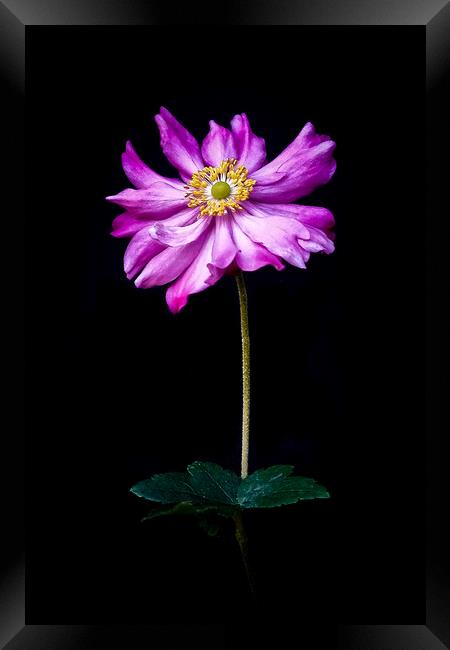 'Anenome' Single flower with stalk against a black Framed Print by Peter Bolton