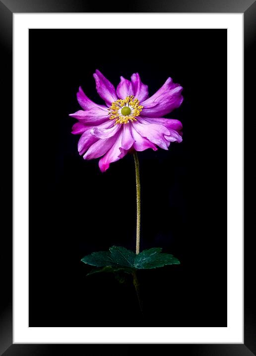'Anenome' Single flower with stalk against a black Framed Mounted Print by Peter Bolton