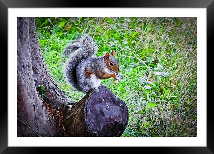 A Grey Squirrel (Sciurus carolinesis) standing on tree trunk with a nut in its paws. Framed Mounted Print by Peter Bolton