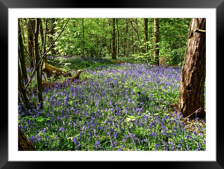 Bluebells at Norsey Woods, Billericay, Essex, UK.  Framed Mounted Print by Peter Bolton