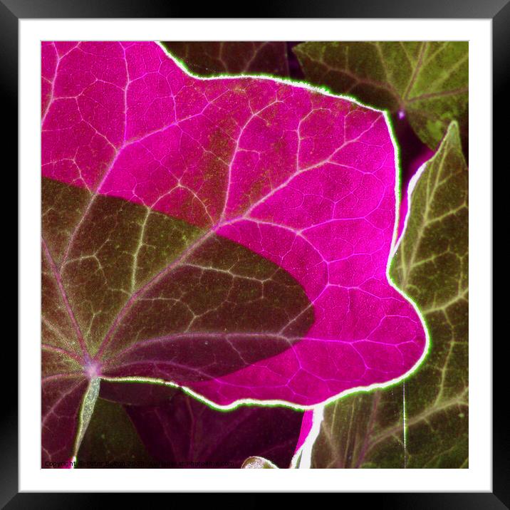 Abstract #2 magenta and green. Framed Mounted Print by Peter Bolton
