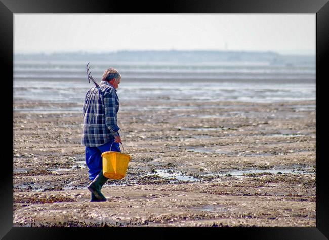 'The bait digger', Thorpe Bay, Essex, UK.  Framed Print by Peter Bolton
