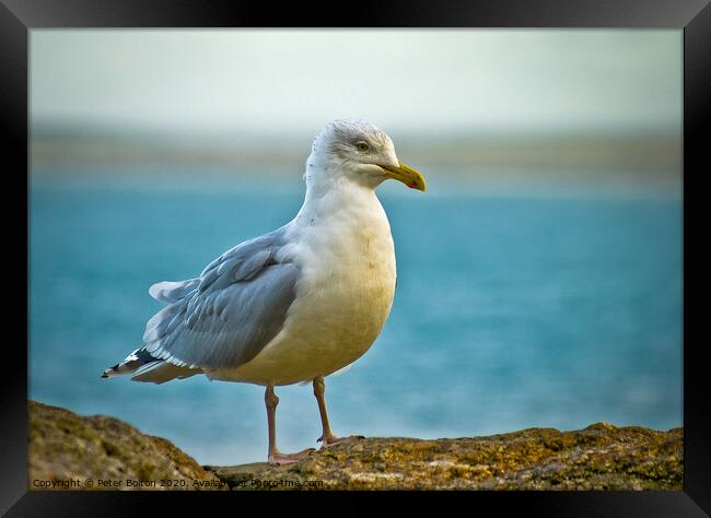 Herring Gull On a wall at St.Ives, Cornwall, UK. Framed Print by Peter Bolton