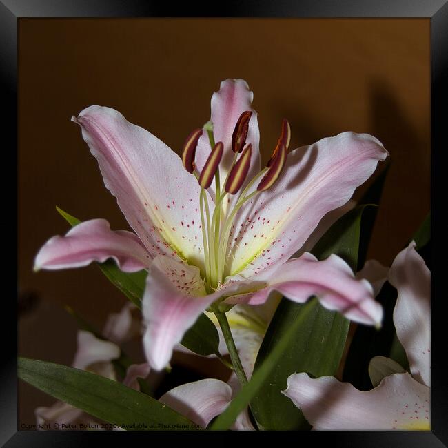 Photo art close up of a lily (Amaryllis belladonna) in square format. Framed Print by Peter Bolton