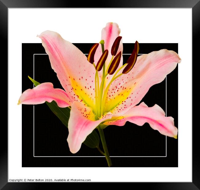 Photo art close up of a lily (Amaryllis belladonna) in square format. Framed Print by Peter Bolton