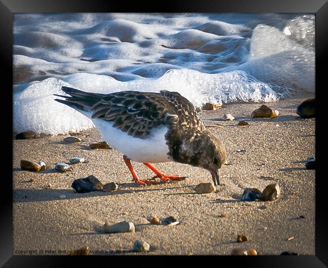 A Turnstone on the beach at The Garrison, Shoeburyness, Essex, UK. Framed Print by Peter Bolton