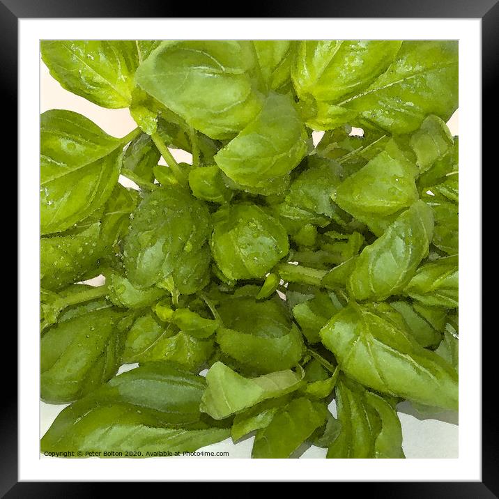 Abstract digital image of herb. Square format. #3 Part of a set. Framed Mounted Print by Peter Bolton