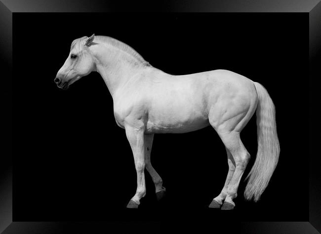 White horse against a black background. Framed Print by Peter Bolton