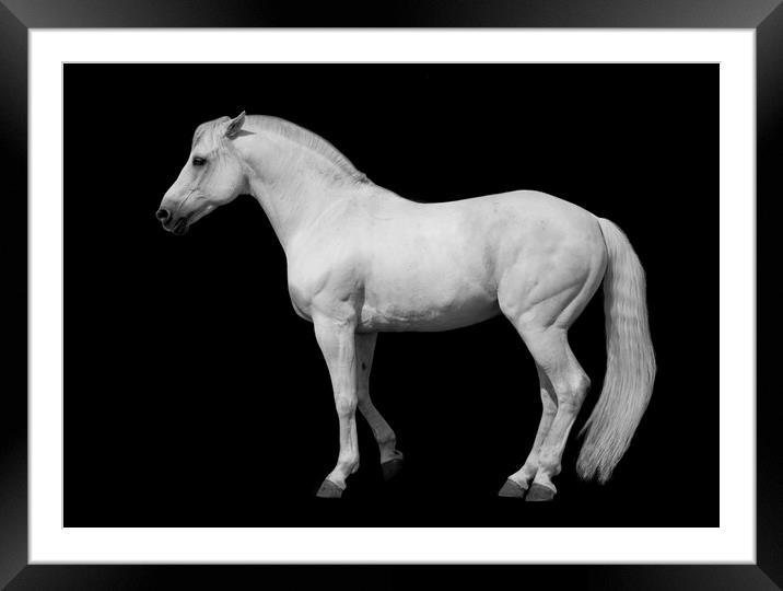 White horse against a black background. Framed Mounted Print by Peter Bolton