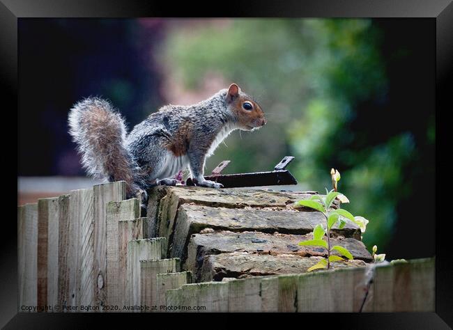 Grey Squirrel on a garden wall Framed Print by Peter Bolton