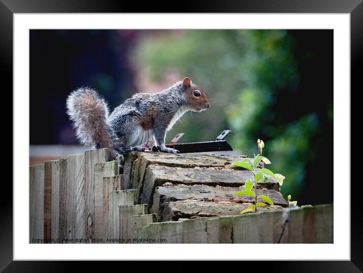 Grey Squirrel on a garden wall Framed Mounted Print by Peter Bolton