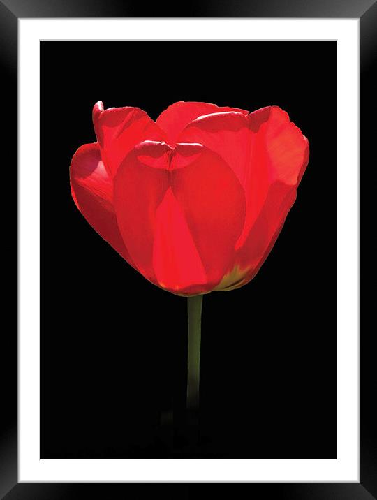 A single red tulip against a black background, Framed Mounted Print by Peter Bolton