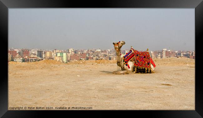 A camel waits for tourists, Giza Plateau, Egypt. Framed Print by Peter Bolton