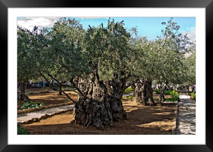 Ancient olive trees in the Garden Of Gethsemane in Jerusalem, Israel. Framed Mounted Print by Peter Bolton