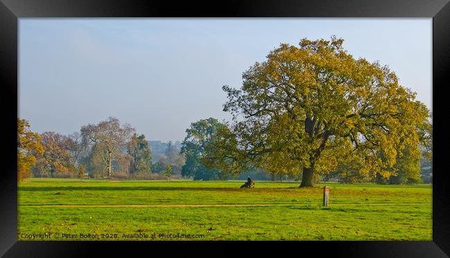 Morning at Hylands Country Park, Chelmsford, Essex, UK. Framed Print by Peter Bolton
