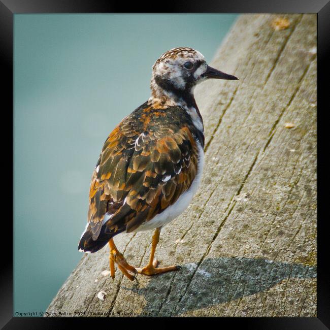 A Turnstone at Southend on Sea pier, Essex, UK. Framed Print by Peter Bolton