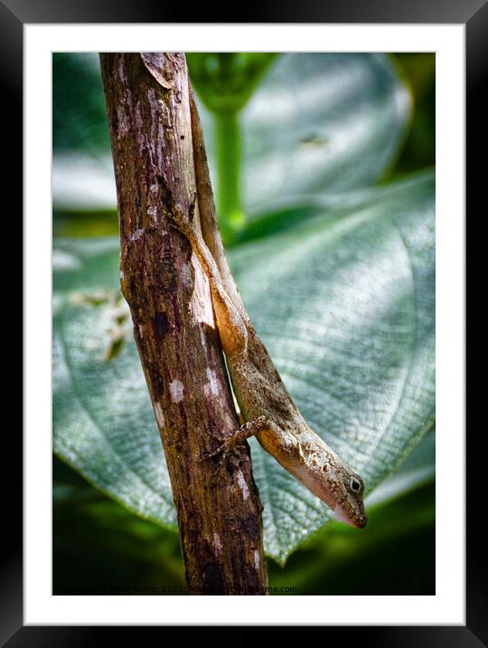 A tree lizard, Cabrits National Park, Dominica, Caribbean. Framed Mounted Print by Peter Bolton