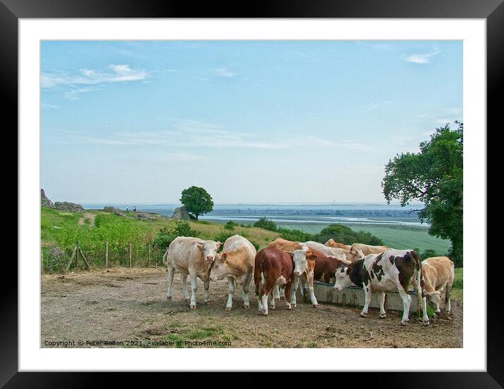 Looking towards the Thames Estuary from Hadleigh Castle, Essex, with a herd of cattle in the foreground Framed Mounted Print by Peter Bolton