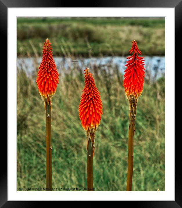 Red Hot Poker plant (Kniphofia uvaria) growing in the wild  Framed Mounted Print by Peter Bolton