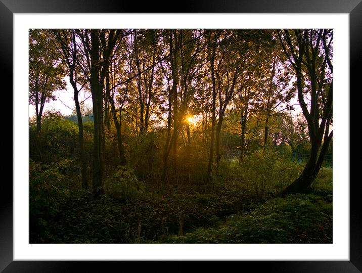 Evening sun shines through an English woodland. Shoeburyness, Essex. Framed Mounted Print by Peter Bolton
