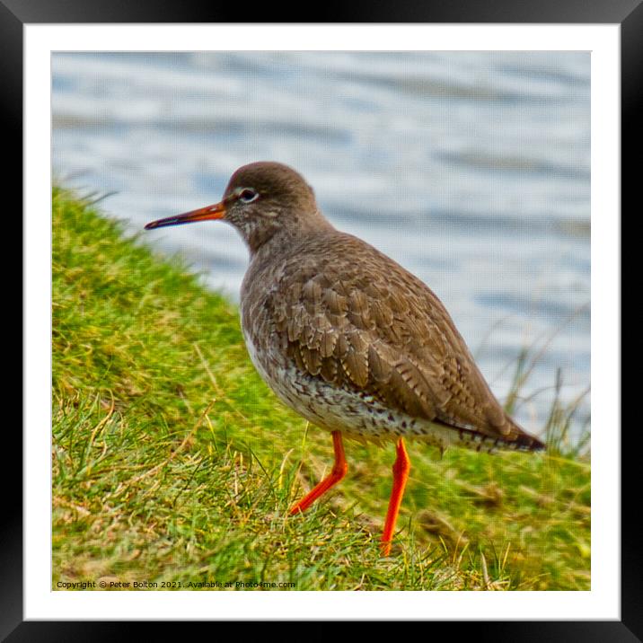 Common Redshank (Tringa tetanus) at the nature reserve, Shoeburyness, Essex, UK. Framed Mounted Print by Peter Bolton