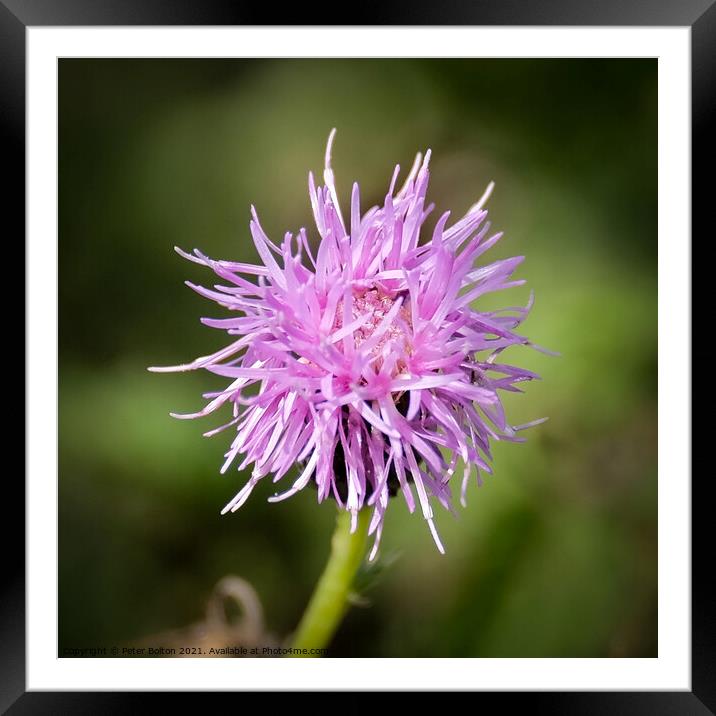 Canada Thistle (Cirsium arvense). Framed Mounted Print by Peter Bolton