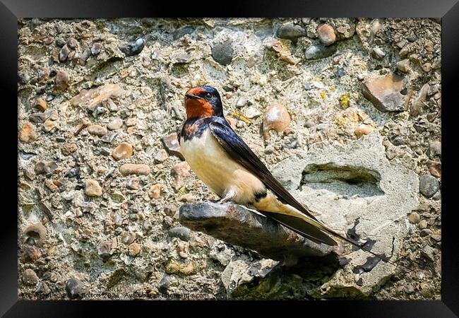 Swallow standing on a bracket on a wall at the Garrison, Shoeburyness, Essex. Framed Print by Peter Bolton