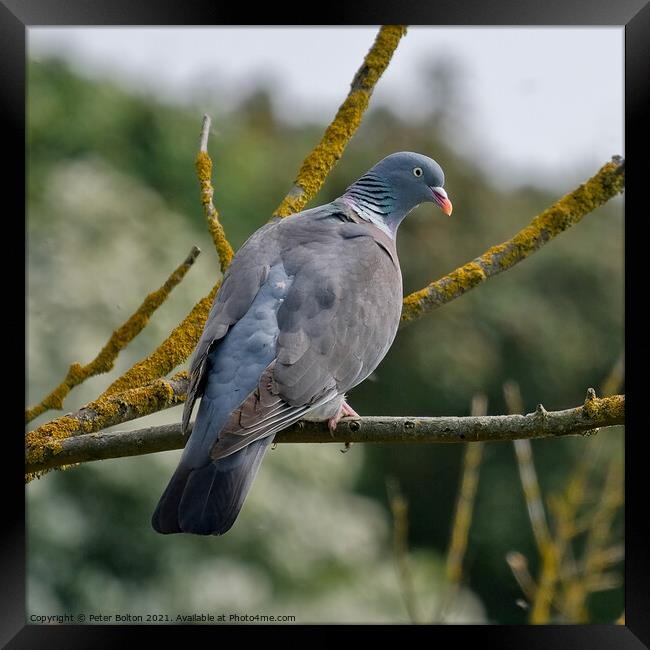 Wood Pigeon at Gunners Park Nature reserve, Shoeburyness, Essex, UK. Framed Print by Peter Bolton