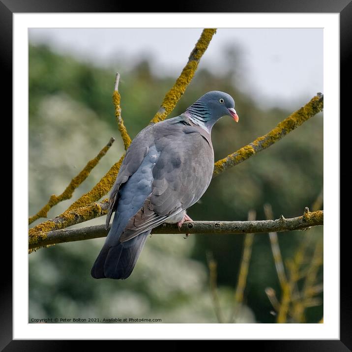 Wood Pigeon at Gunners Park Nature reserve, Shoeburyness, Essex, UK. Framed Mounted Print by Peter Bolton