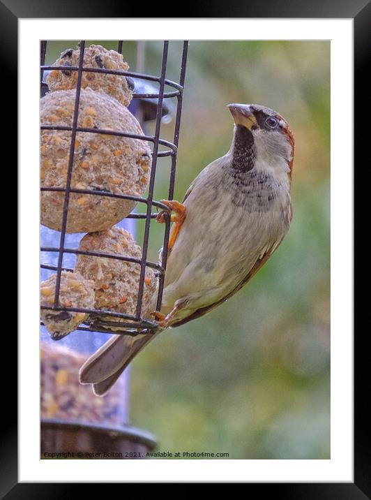 House Sparrow at a feeder winter 2021. Framed Mounted Print by Peter Bolton