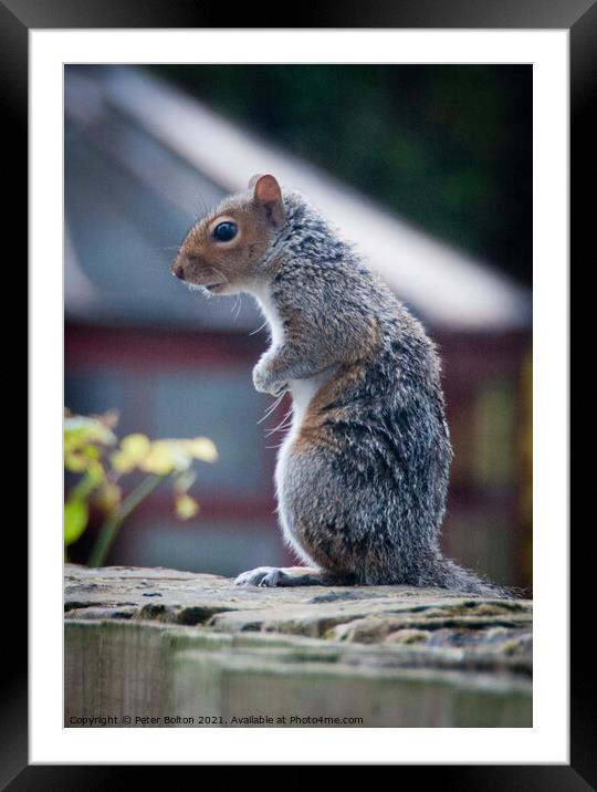 Grey Squirrel (Sciurus carolinensis) Framed Mounted Print by Peter Bolton