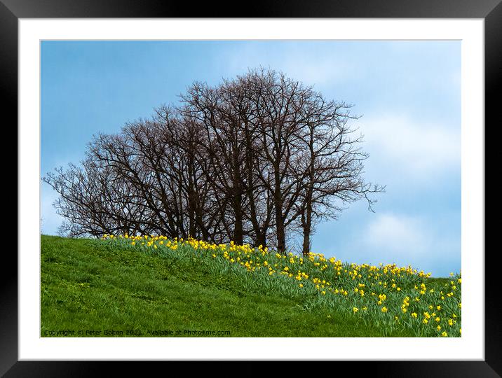 Spring daffodils on the cliffs at Southend on Sea, Essex. Framed Mounted Print by Peter Bolton
