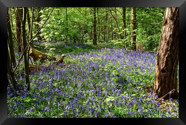 Bluebells at Norsey Wood, Billericay, Essex, UK. Framed Print by Peter Bolton