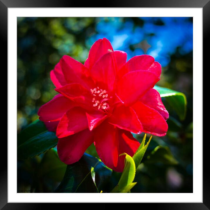 Red Hibiscus flower Framed Mounted Print by Peter Bolton