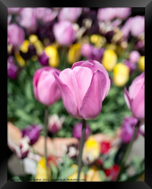 Tulips Framed Print by Peter Bolton