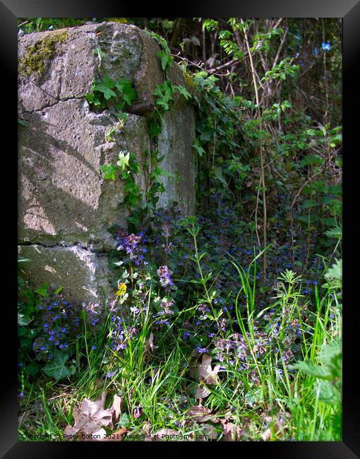 Corner of a rock garden with wild flowers and ivy growing up the rock. Framed Print by Peter Bolton