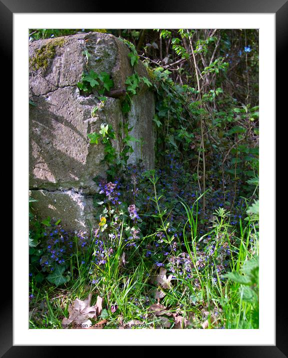 Corner of a rock garden with wild flowers and ivy growing up the rock. Framed Mounted Print by Peter Bolton