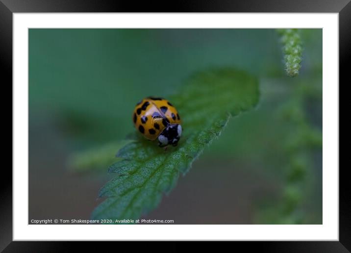 A close up of a ladybird Framed Mounted Print by Tom Shakespeare