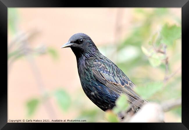 The Starling Framed Print by Carla Maloco