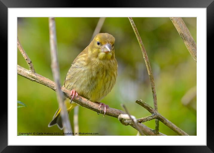 A Greenfinch Framed Mounted Print by Carla Maloco