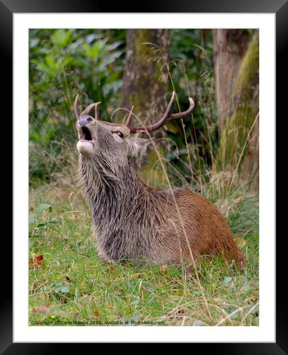 The Roar Of The Stag Framed Mounted Print by Carla Maloco