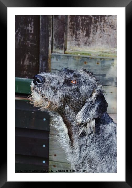The Lurcher Framed Mounted Print by Carla Maloco