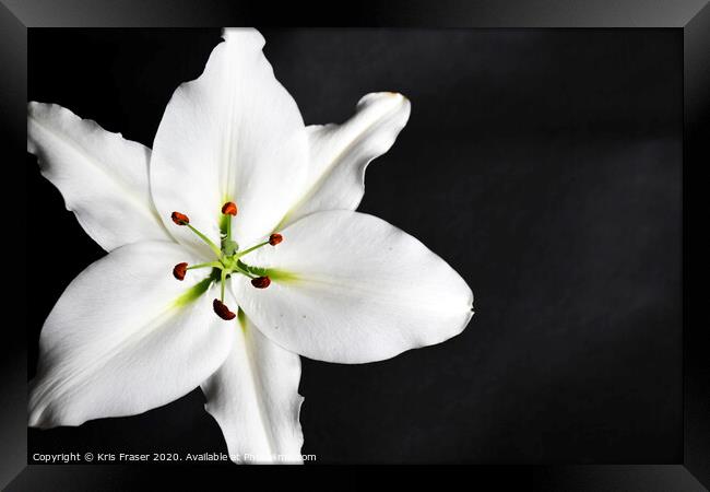 Plant flower Framed Print by Kris Fraser