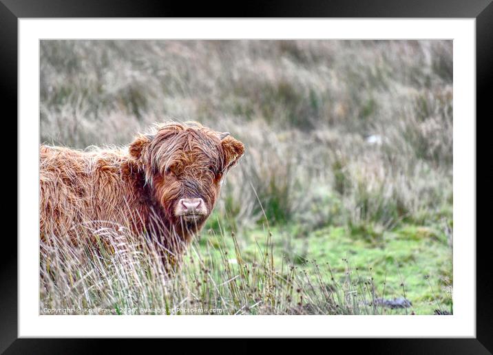 a cow standing on a lush green field Framed Mounted Print by Kris Fraser